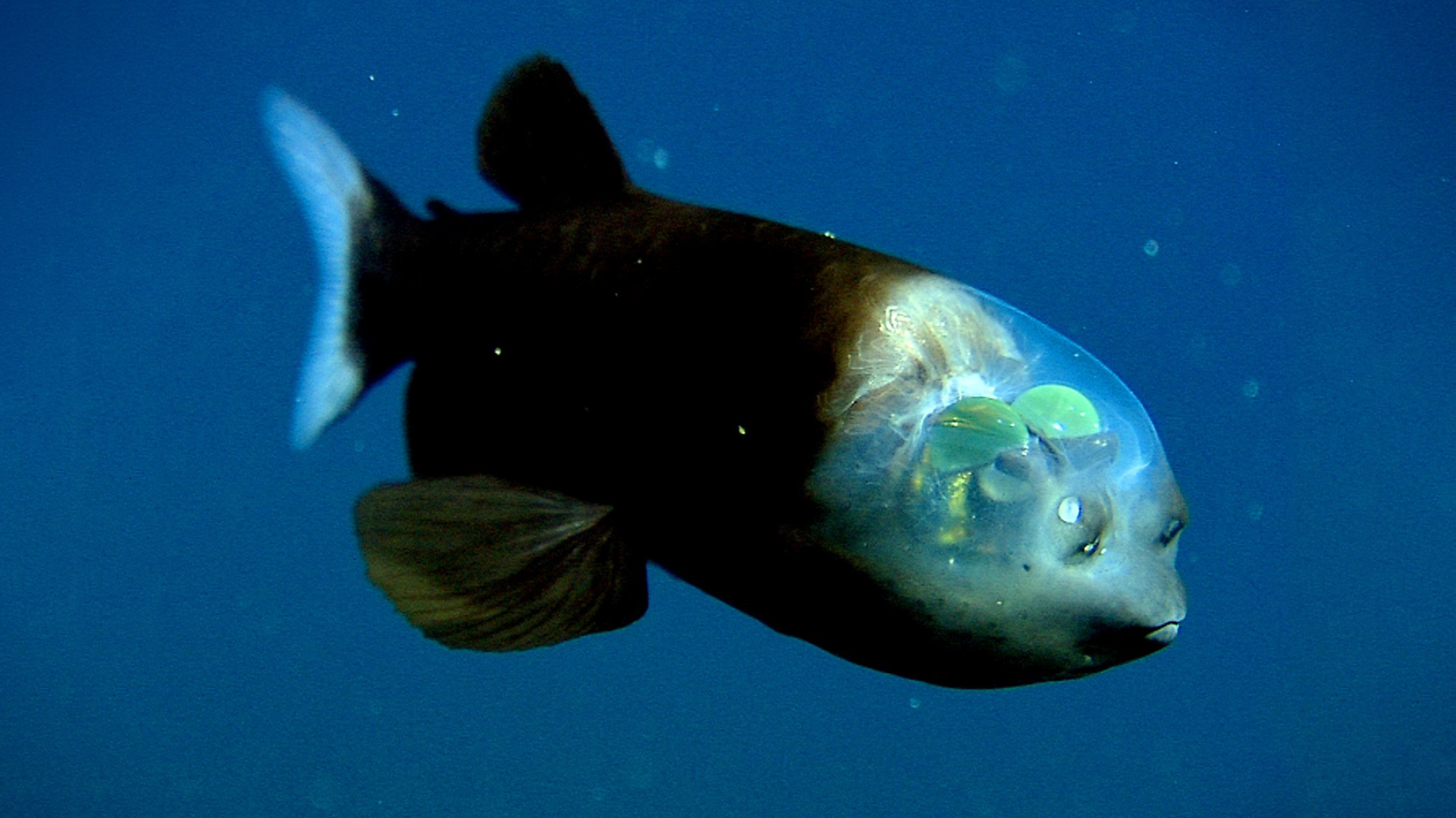 MBARI