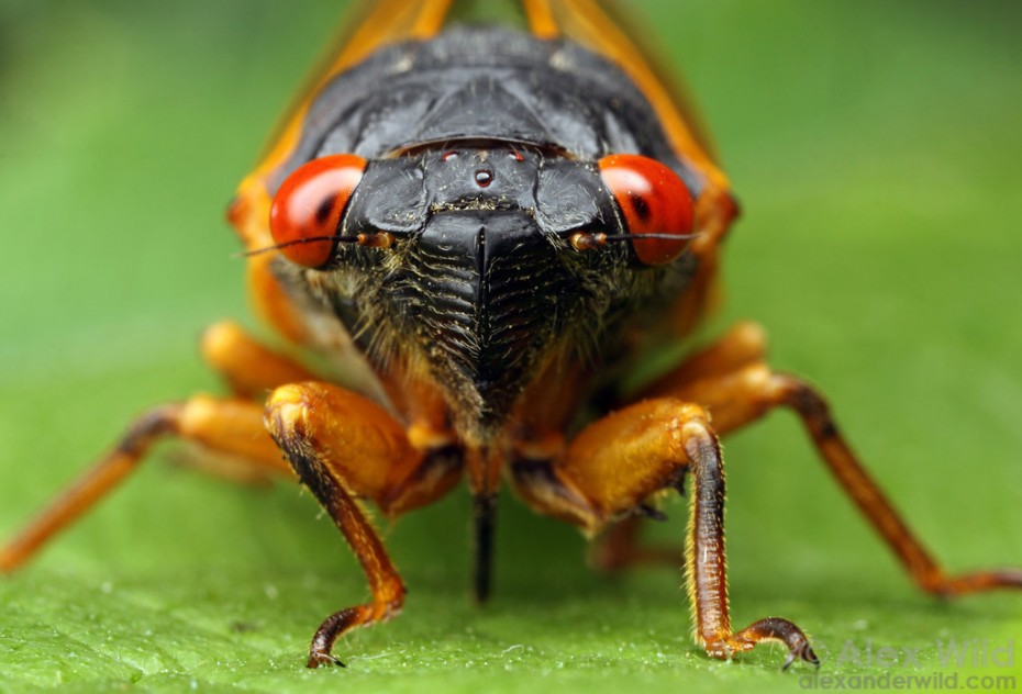 "The red compound eyes of this cicada identify it as a Magicicada periodical cicada. Allerton Park, Illinois, USA"