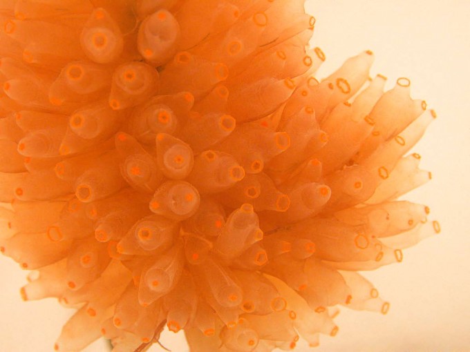 YONDELIS®_-Ecteinascidia-turbinata