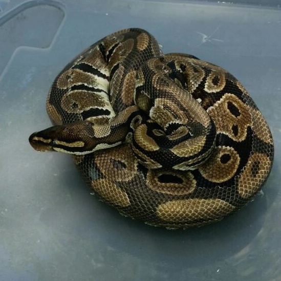 python
