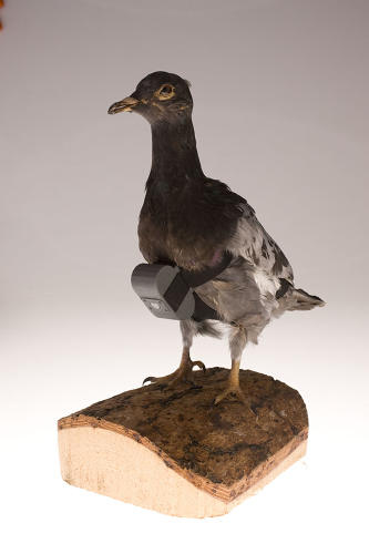 3033350-slide-pigeoncamera1