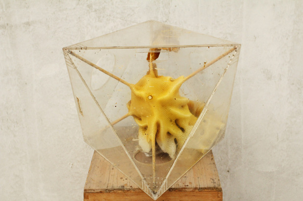 RenRiBeesWax4.jpg
