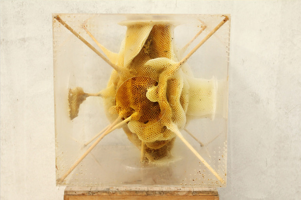 RenRiBeesWax5.jpg