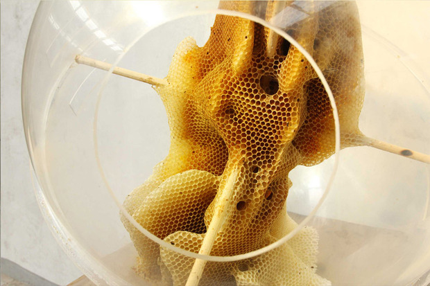 RenRiBeesWax6.jpg