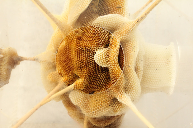 RenRiBeesWax8.jpg