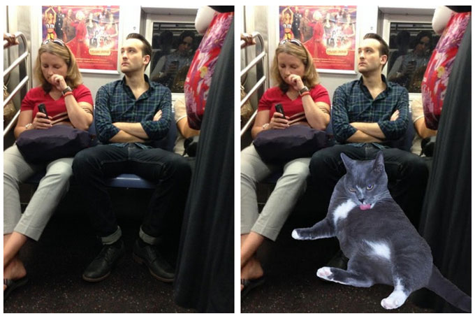 cats