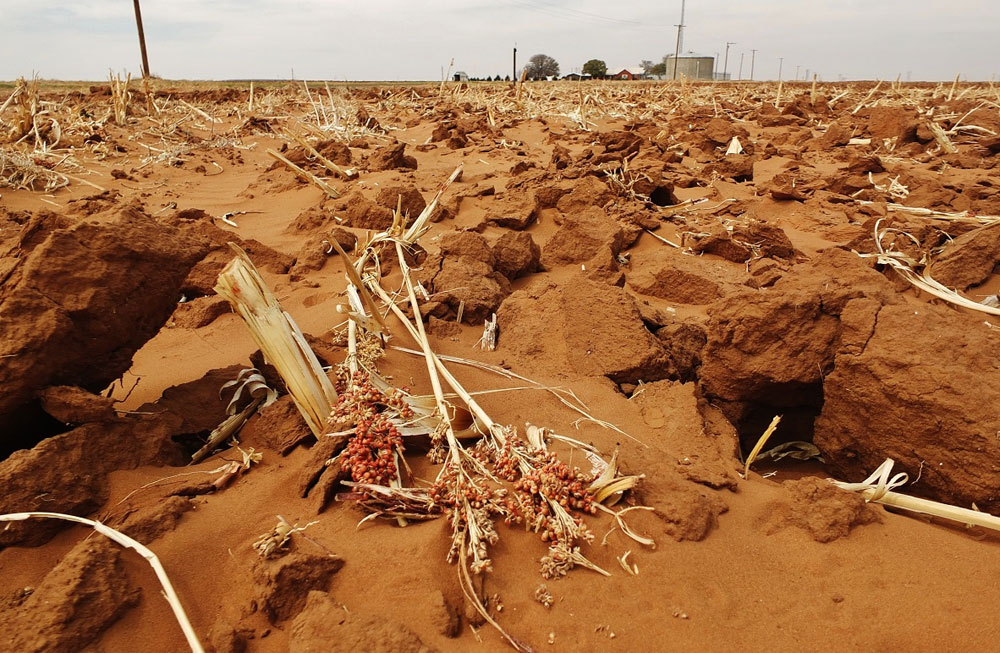 Photo: Tim Benson. Remnants of a milo field during a severe drought in Texas, 2014.