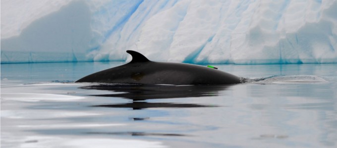 Tagged minke whale. By Ari Friedlander, via NatGeo.