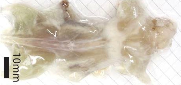 see-through-mouse-1.jpg See through mouse 1