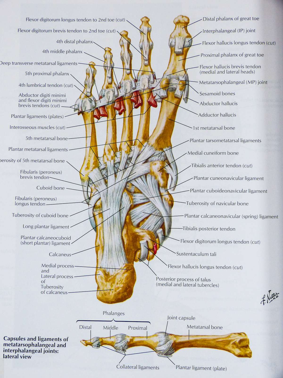 The best atlas of human anatomy there is - Boing Boing