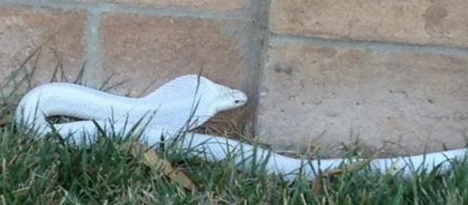 This is the actual snake they're looking for. Photo: LA Dept. of Animal Control