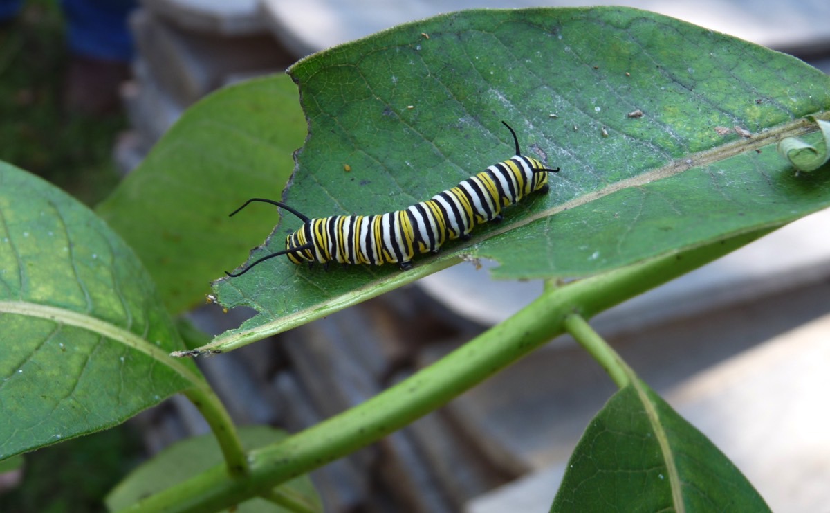Plants can tell when they’re being eaten Boing Boing