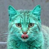 green-cat