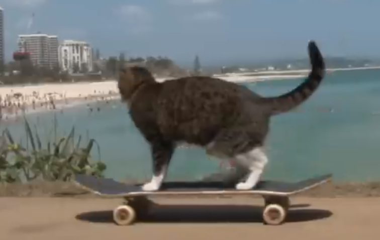 Skateboarding Cat Video Tbc Skateboarding Cat Video Tbc