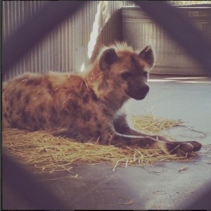 The secret spotted hyenas of UC Berkeley - Boing Boing