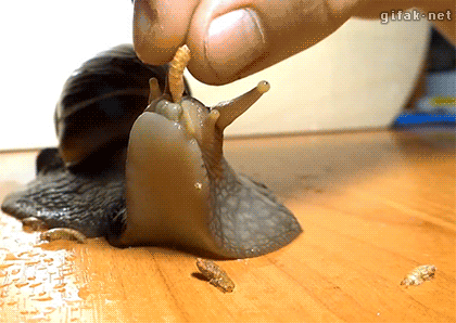 snail