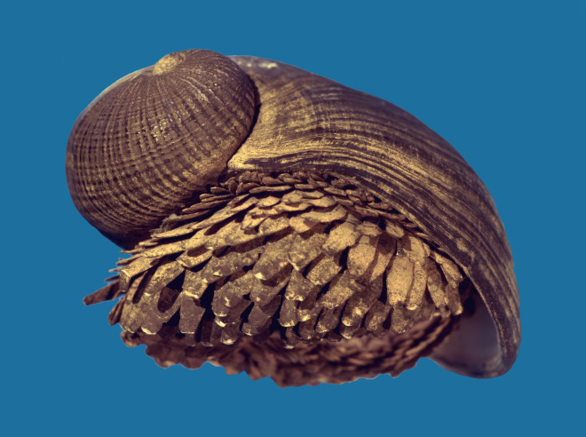 snail