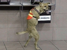 Airline loses "armless" dog that walks on two legs (Video) / Boing Boing