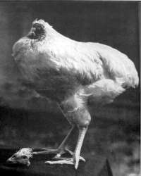 Happy 63rd birthday to Mike the Headless Chicken - Boing Boing