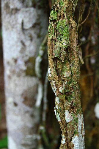 Ayahuasca as a remedy for the wider ills of the West - Boing Boing