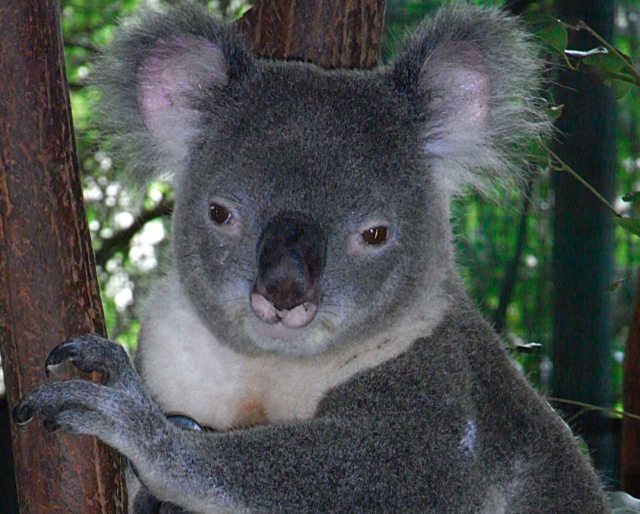 The Koala Says Boing Boing