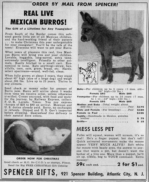 Order a live burro by mail - Boing Boing