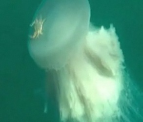 Crab rides a jellyfish - Boing Boing