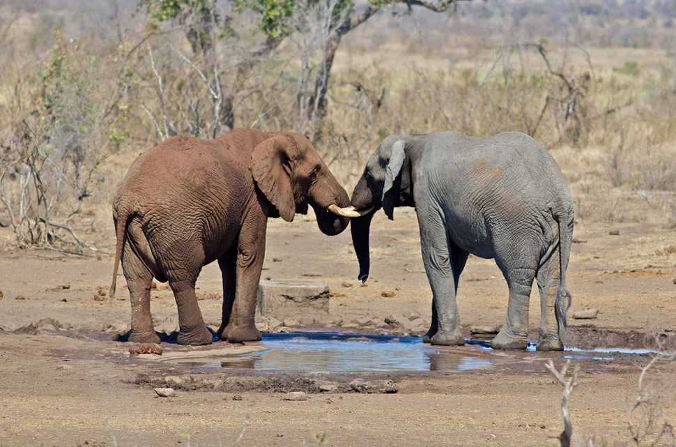 Elephant friends. Animal t1.