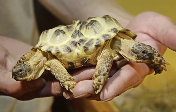 conjoined-tortoises-boing-boing