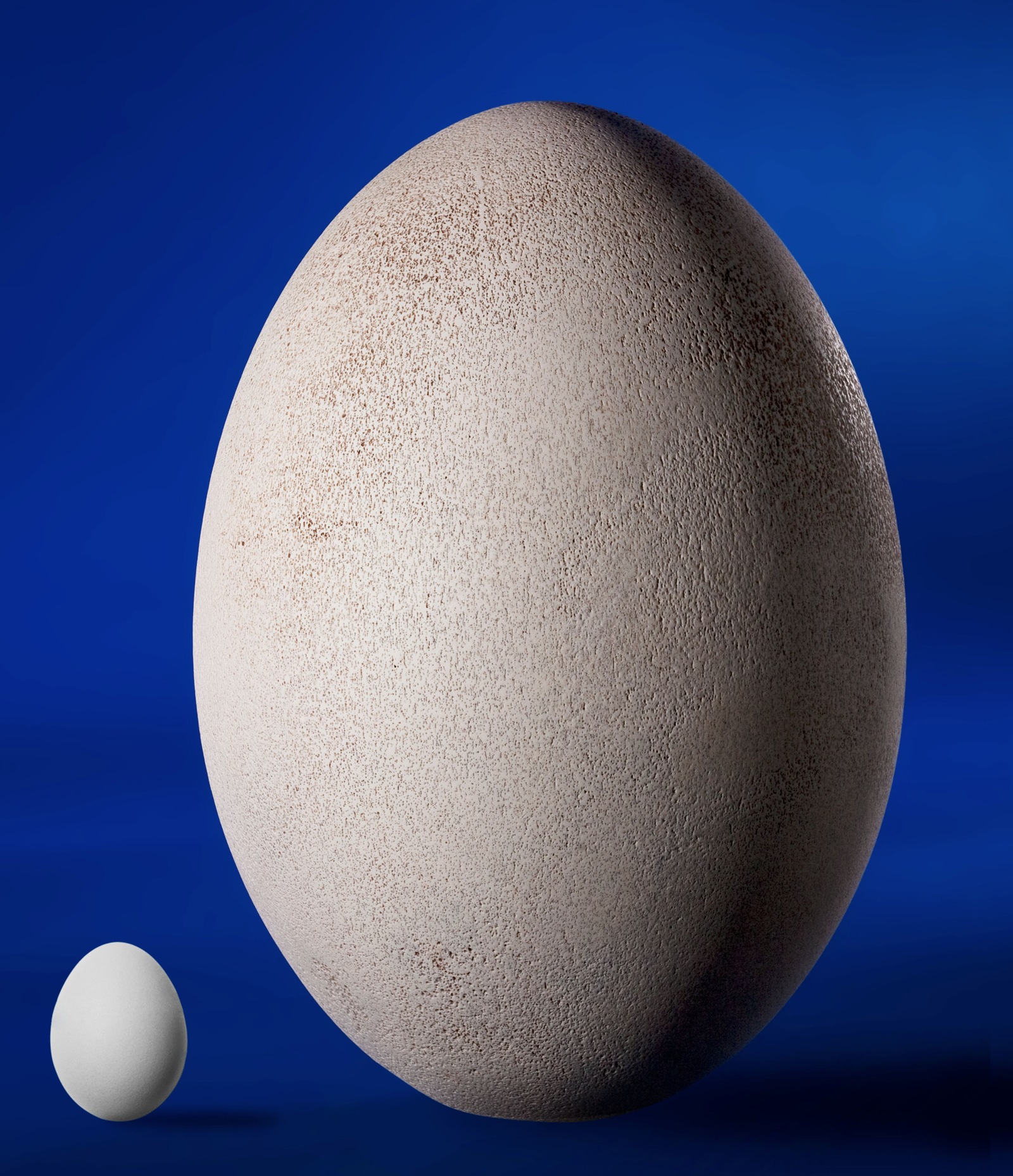 Эпиорнис мадагаскарский яйцо. Эпиорнис птица яйца. Куриное яйцо и яйцо Эпиорниса. Яйцо МОА.
