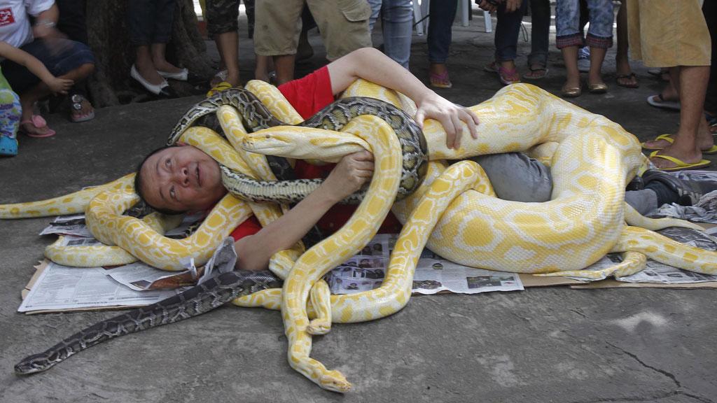 Pythons cuddle man