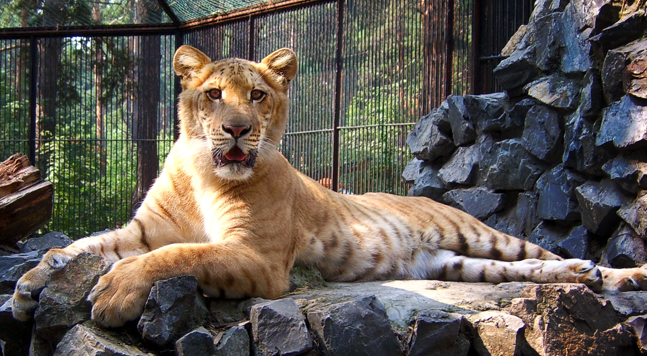 What Leeches And Ligers Can Teach You About Evolution Boing Boing