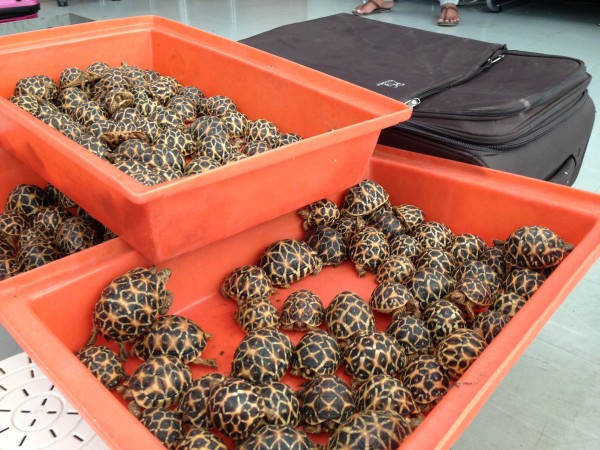 Thailand: 13% of endangered tortoise species discovered in smuggler's ...