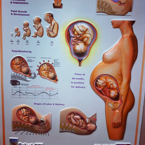 how-pregnancy-is-like-climate-change-denialism-boing-boing