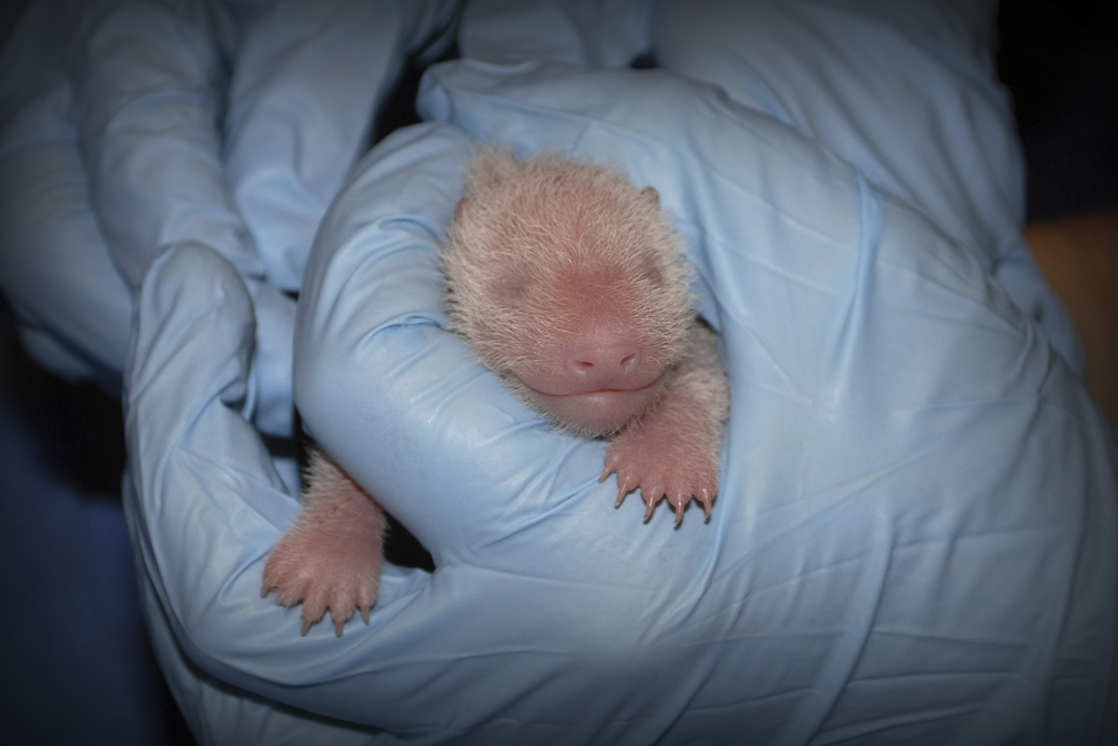 nobody-knows-whether-baby-panda-is-a-boy-or-a-girl-boing-boing