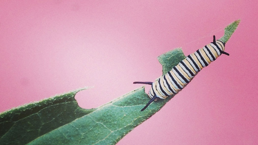 Meet Sedgewick The Monarch Caterpillar—and Find Out What You Can Do To
