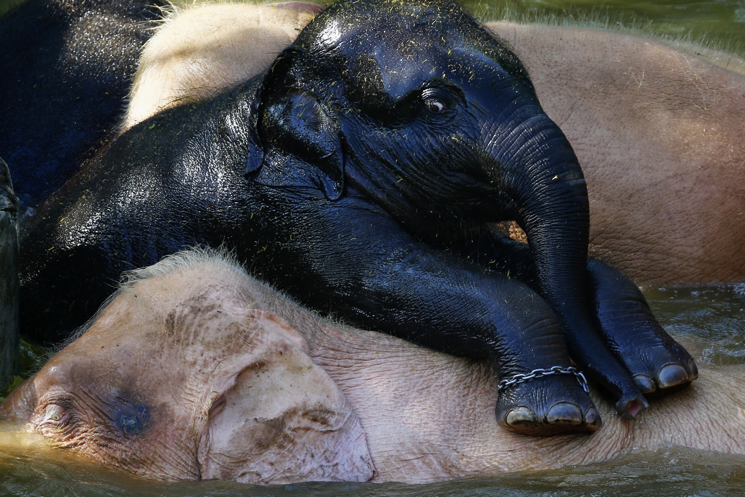 baby-elephant-sideeye-boing-boing