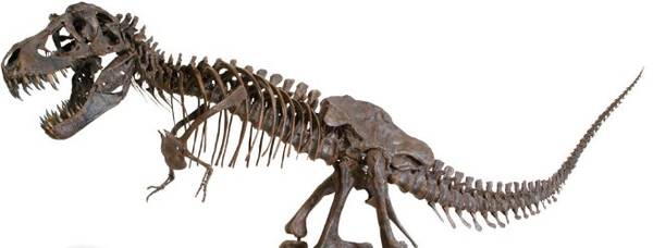 $100K life-size T-Rex skeleton replica - Boing Boing