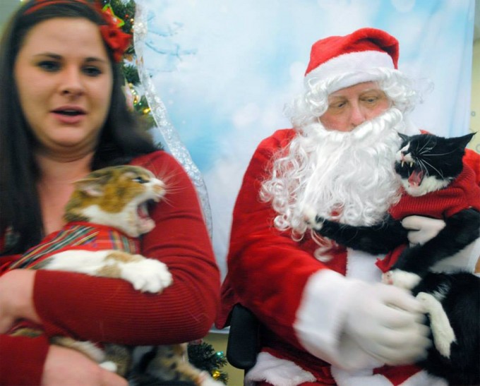 Santa with clearance cats