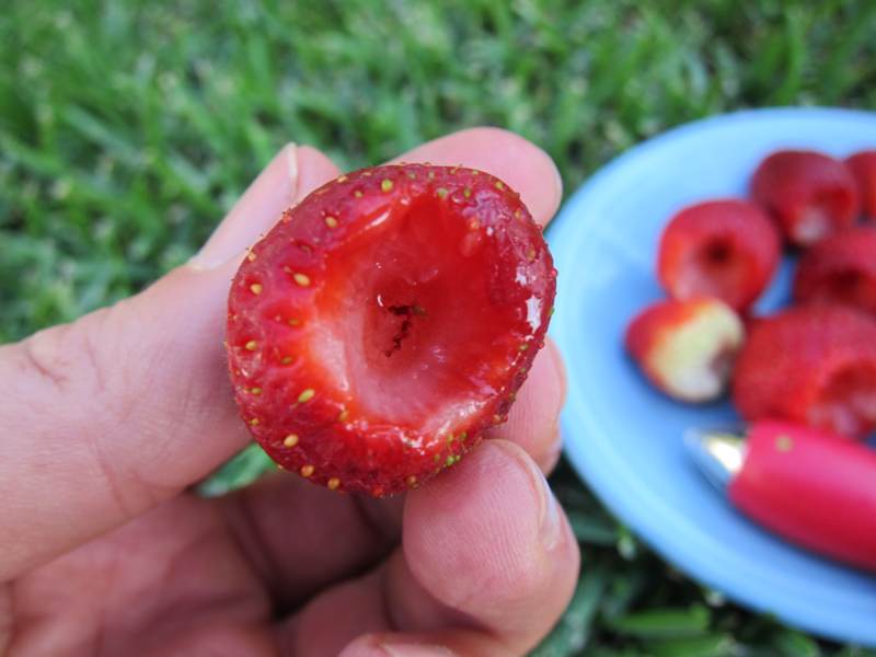 Chef'n Stem Gem Strawberry Huller