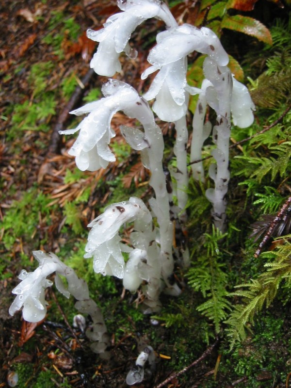 1024px-Indian_pipe_PDB