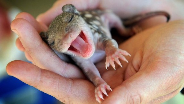 868765-spot-tailed-quoll