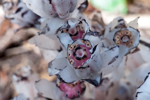 Indian_Pipe_-_Flowering_Part_Macro