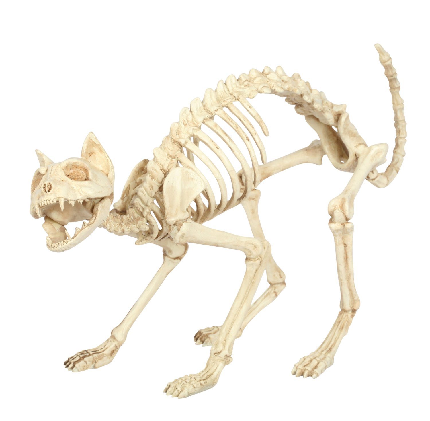 Skeletal, poseable life-size critters - Boing Boing