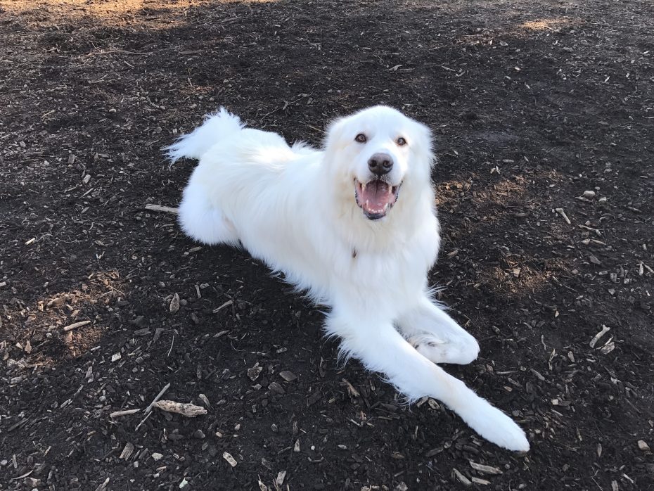 Toys for sales great pyrenees