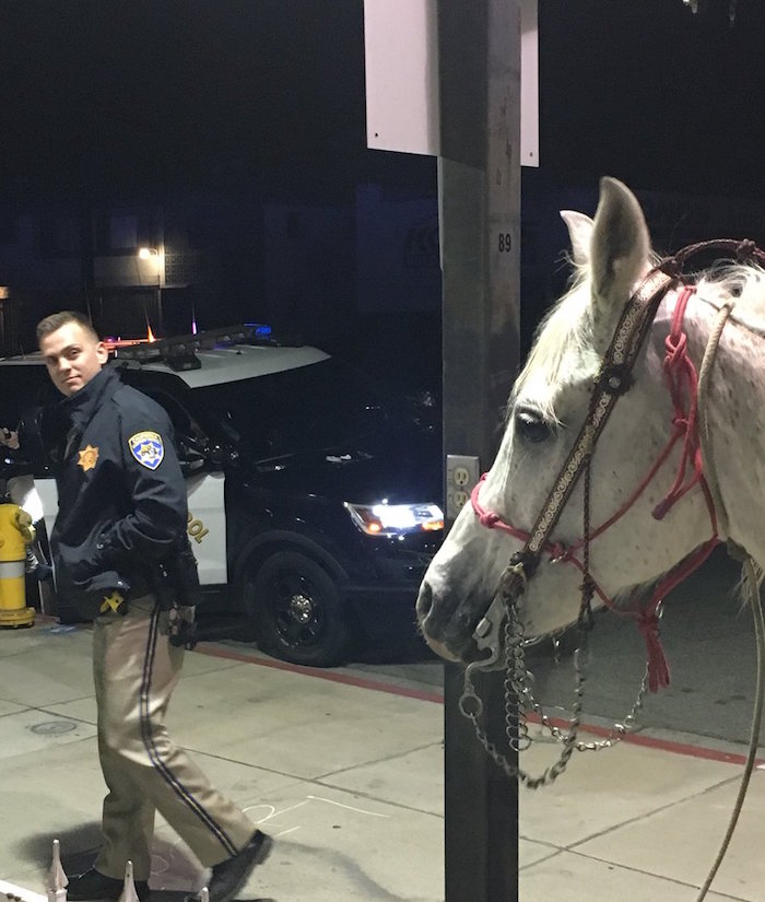 Man Charged With DUI For Drunk Driving His Horse On A Freeway - Boing Boing