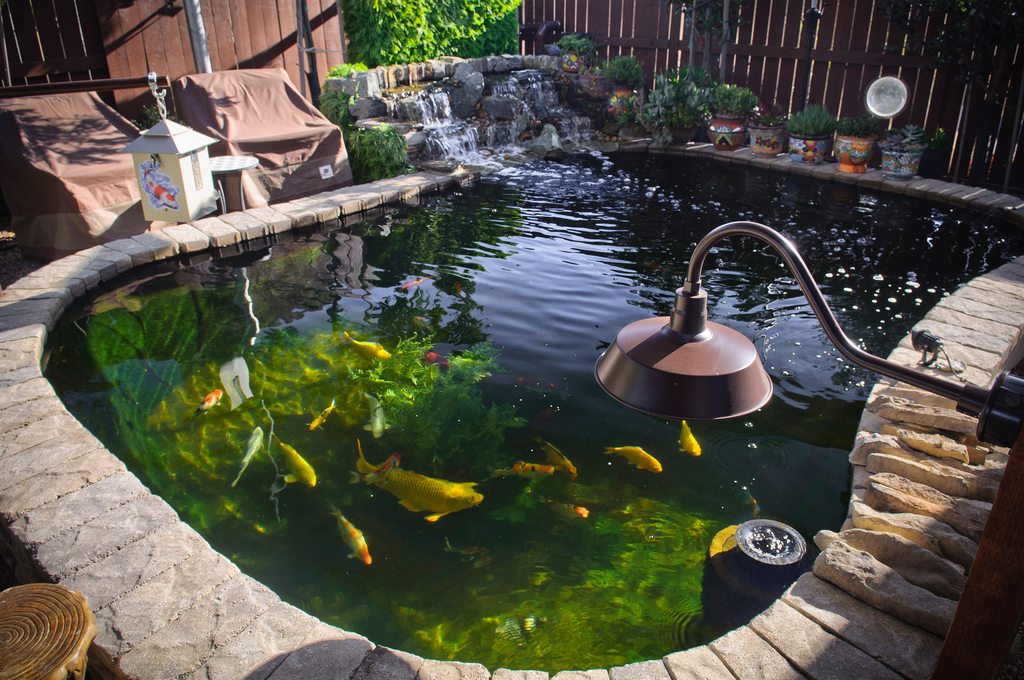 'how i built a 4,000 gallon koi pond,' diy fishpond