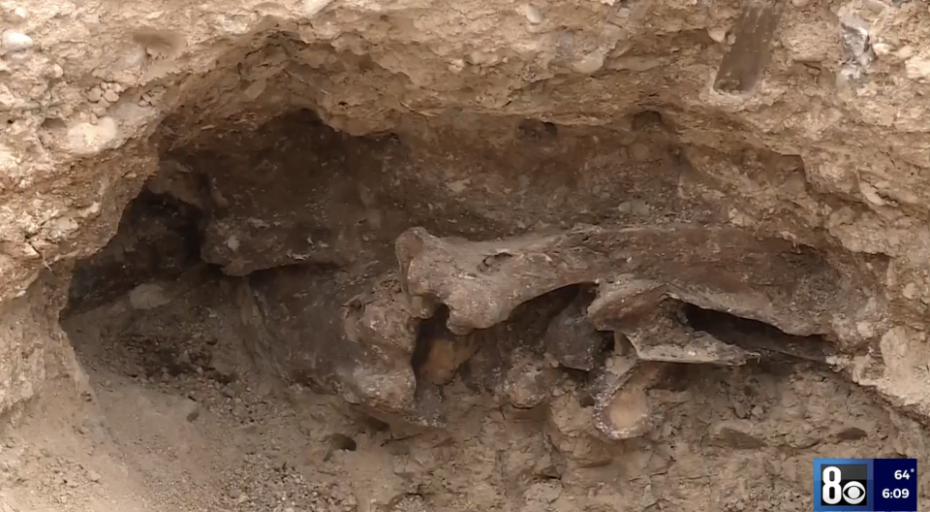 Mysterious bones found while digging Las Vegas pool - Boing Boing