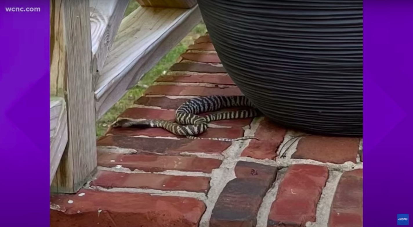 Highly Venomous Zebra Cobra Still On The Loose In Raleigh | Boing Boing