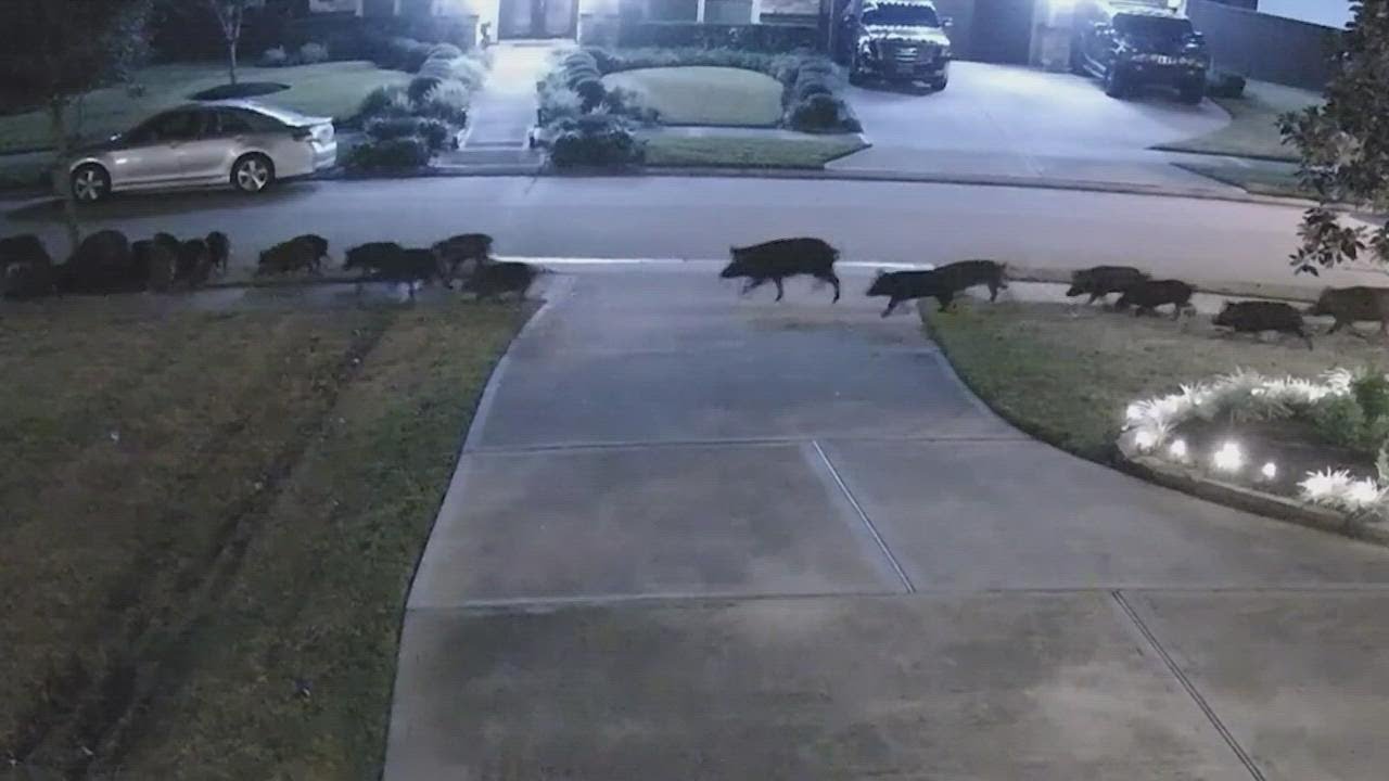 Texas Neighborhood Invaded By Fewer Than 30-50 Feral Hogs | Boing Boing